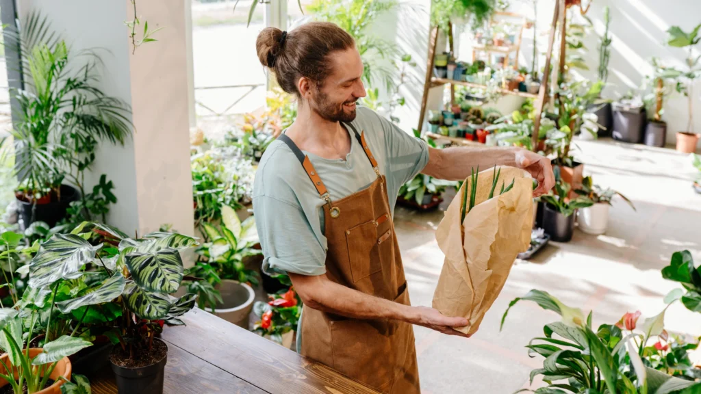 Zimmerpflanzen online kaufen – Mitarbeiter verpackt gesunde Zimmerpflanze sorgfältig für den Versand