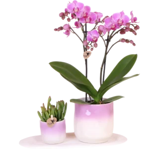Pflanzenset Valentinstag 'Gradience Pink' - Rosa Phalaenopsis Orchidee Andorra und Sukkulente inkl. Keramik-Dekotöpfen