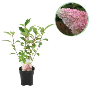 Rispenhortensie Weiß/Rosa - Hydrangea panniculata Vanille Fraise - ∅ 17 cm h 50 cm