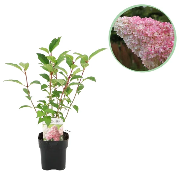 Rispenhortensie Weiß/Rosa - Hydrangea panniculata Vanille Fraise - ∅ 17 cm h 50 cm