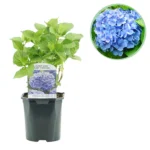 Hortensie Blau - Hydrangea macrophylla - ∅ 17 cm h 30 cm