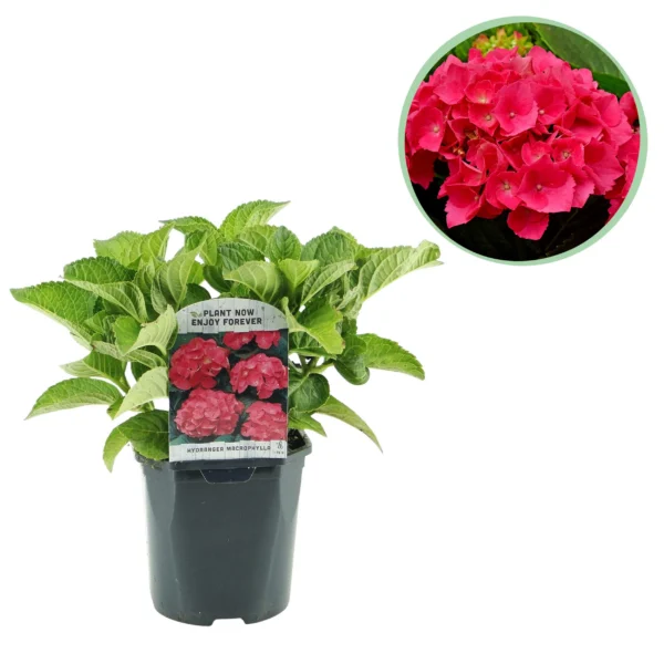 Hortensie Rot - Hydrangea macrophylla - ∅ 17 cm h 30 cm
