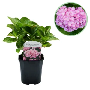 Hortensie Pink Hydrangea macrophylla ∅ 17 cm h 30 cm