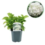 Hortensie Weiß - Hydrangea macrophylla - ∅ 17 cm h 30 cm