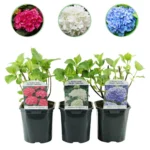 Hortensie Trikolore Blau, Rosa & Weiß - Hydrangea macrophylla - ∅ 17 cm h 30 cm