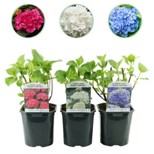 Hortensie Trikolore Blau, Rosa & Weiß - Hydrangea macrophylla - ∅ 17 cm h 30 cm