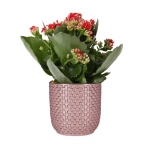 Valentinstag Kalanchoe Rosalina Don Justino Rot + Pflanztopf mit rosa Relief
