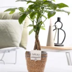 Glückskastanie (Pachira Aquatica) im P&PURE Basket - Ø12cm - ↕45cm