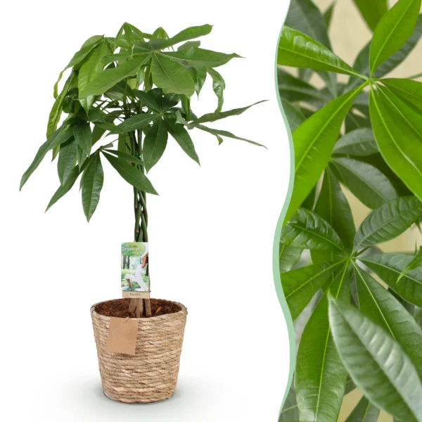 Geldbaum (Pachira Aquatica) - Geflochtener Stamm - 80-90cm - mit Korb