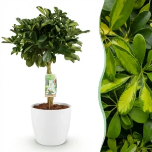 Schefflera Gold Capelle (Fingerbaum) - Pflegeleichte Zimmerpflanze mit Topf 21cm - Höhe 70-81cm