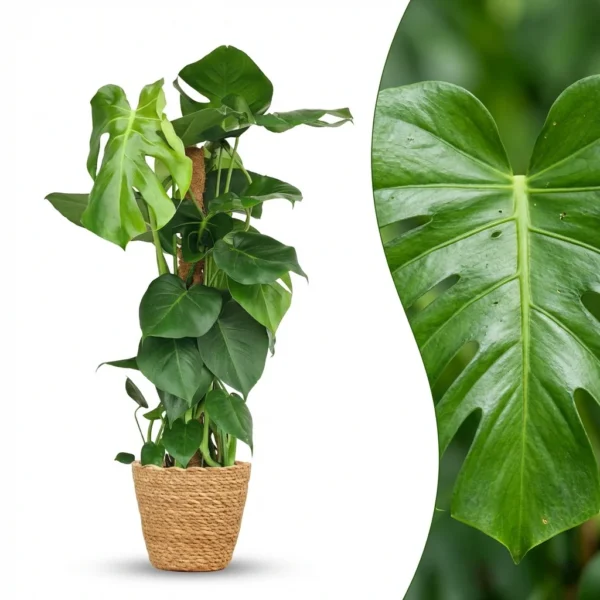 Fensterblatt (Monstera Deliciosa) mit Moosstab - Pflegeleichte Zimmerpflanze im Korb - Höhe 90cm