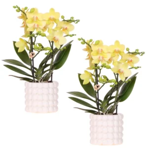Albenga Orchidee Set mit Poppy White Keramikübertöpfen | Gelbe Blüten in Ø9 cm