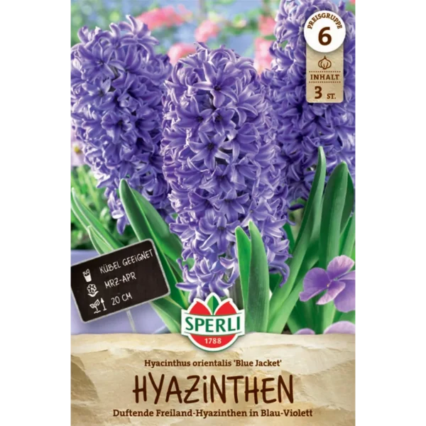 Hyazinthe Blue Jacket (Hyacinthus orientalis)