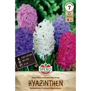 Hyazinthen Mischung (Hyacinthus orientalis)
