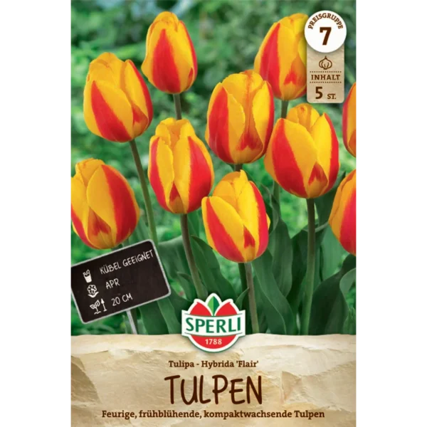 Einfache Frühe Tulpe Flair (Tulipa hybrids)