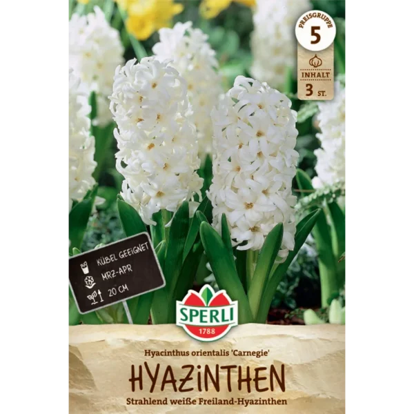 Hyazinthe Carnegie (Hyacinthus orientalis) - Weiße Blütenpracht für den Garten