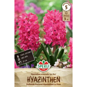 Hyazinthe Jan Bos (Hyacinthus orientalis) - Duftende Frühlingsblume in Rosarot