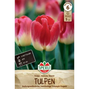 Triumph-Tulpe Match (Tulipa hybrids) - Bunte Blütenpracht für den Garten
