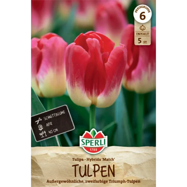 Triumph-Tulpe Match (Tulipa hybrids) - Bunte Blütenpracht für den Garten