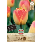 Darwin-Hybrid-Tulpe Banja Luka (Tulipa hybrids)