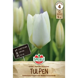 Fosteriana-Tulpe Purissima (Tulipa fosteriana)