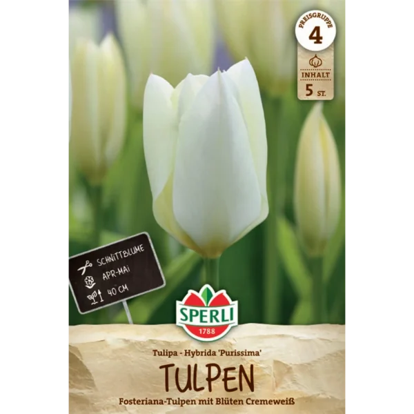 Fosteriana-Tulpe Purissima (Tulipa fosteriana)