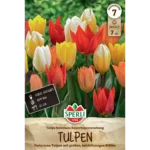Fosteriana-Tulpe (Tulipa fosteriana) Kaisertulpen-Mischung