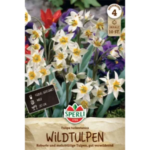 Wildtulpe (Tulipa turkestanica) - Mehrblütige Schönheit für den Garten