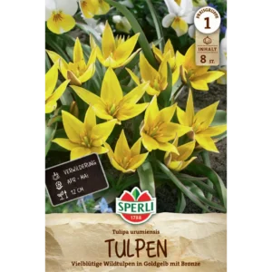 Wildtulpe (Tulipa urumiensis) - Mehrblütige Blütenpracht für den Garten