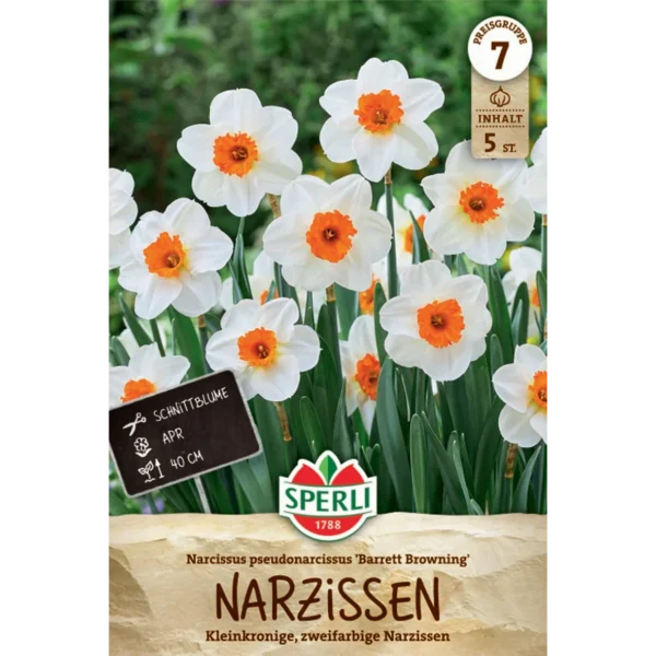 Kleinkronige Narzisse Barrett Browning (Narcissus pseudonarcissus)