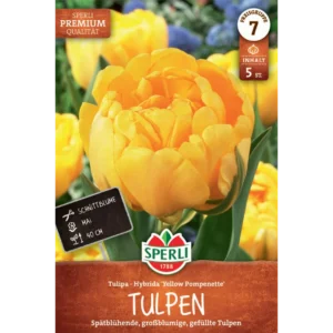 Gefüllte Späte Tulpe Yellow Pompenette (Tulipa hybrids)