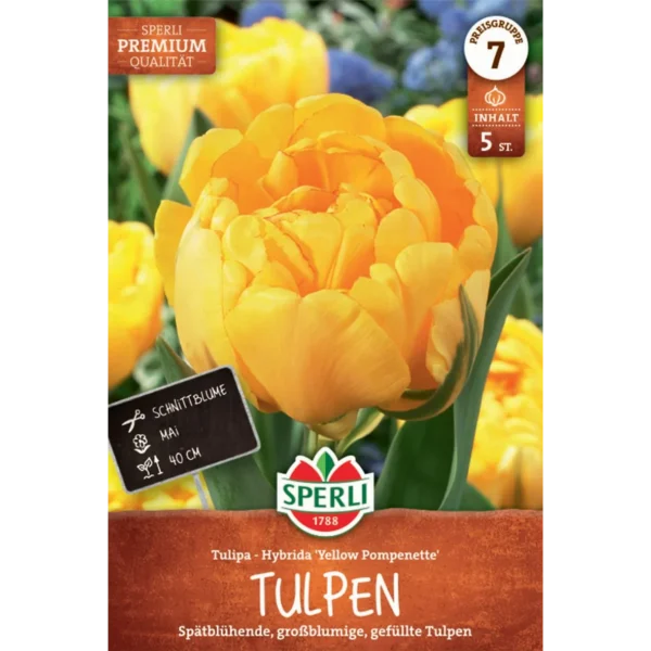 Gefüllte Späte Tulpe Yellow Pompenette (Tulipa hybrids)