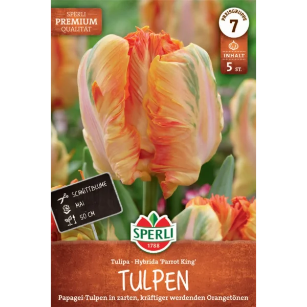 Papagei-Tulpe 'Parrot King' (Tulipa hybrids)