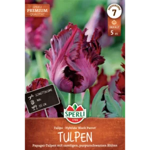 Papagei-Tulpe Black Parrot (Tulipa hybrids)