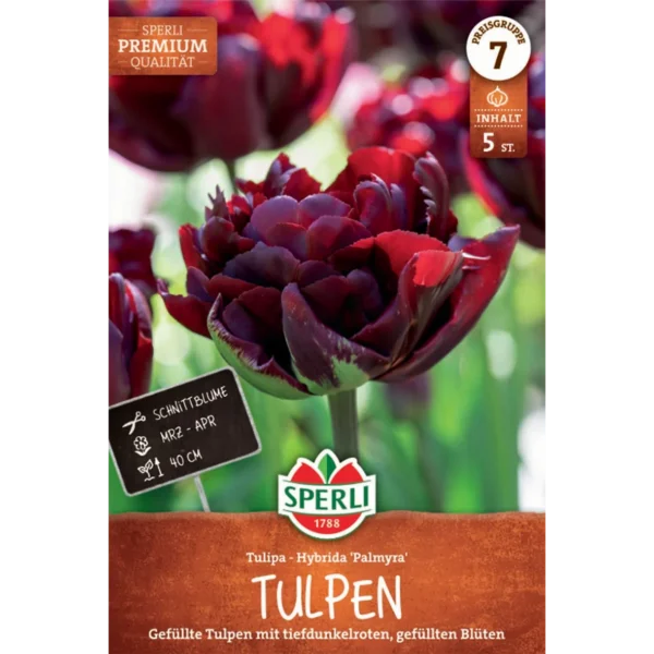 Gefüllte Frühe Tulpe Palmyra (Tulipa hybrids)
