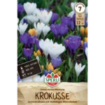 Gartenkrokus Mischung (Crocus vernus) - Farbenfrohe Blumenzwiebeln für den Frühling