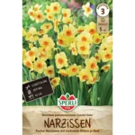 Poetaz-Narzisse Scarlet Gem (Narcissus tazetta)