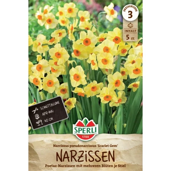 Poetaz-Narzisse Scarlet Gem (Narcissus tazetta)