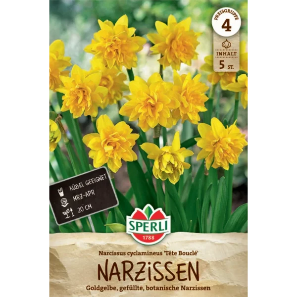 Gefüllte Narzisse Tête Bouclé (Narcissus cyclamineus)