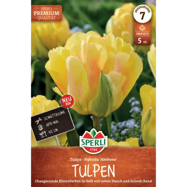 Premium Gefüllte Späte Tulpe Akebono (Tulipa hybrids)