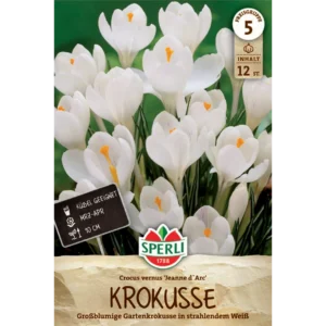Gartenkrokus Jeanne d'Arc (Crocus vernus) - Großblumiger Frühlingsbote in Weiß
