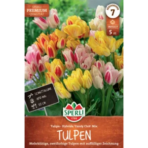 Einfache Späte Tulpe Candy Club Mix (Tulipa hybrids)