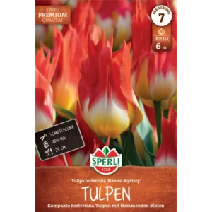 Fosteriana-Tulpe Flames Mystery (Tulipa hybrids)