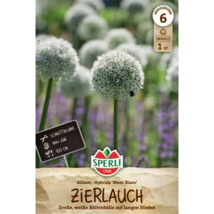 Zierlauch Mont Blanc (Allium stipitatum) - Weiße Blütenkugeln für Garten und Schnitt