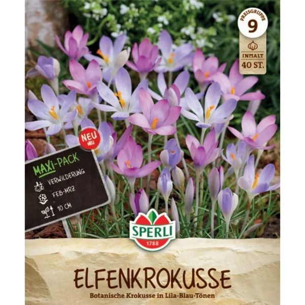 Elfenkrokus Mix (Crocus tommasinianus) - Maxi-Pack