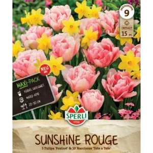 Narzisse und Tulpe Sunshine Rouge Mix (Narcissus & Tulipa)