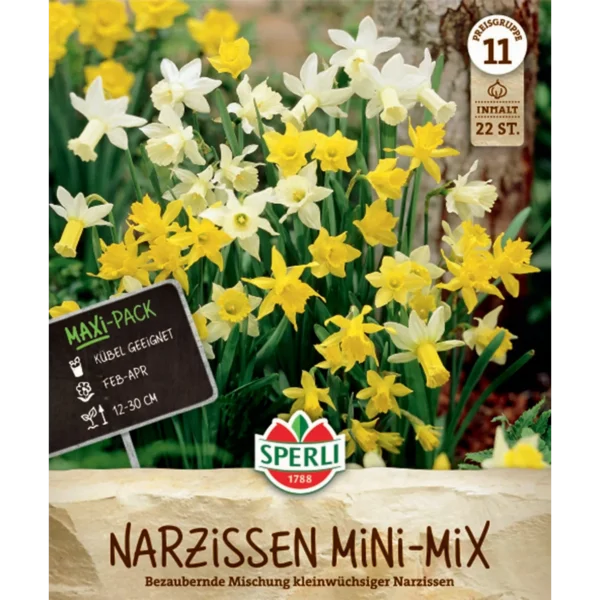 Narzissen-Mischung (Narcissus pseudonarcissus) - Maxi-Pack