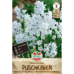 Puschkinie (Puschkinia scilloides) - Eisblaue Blüten für den Garten