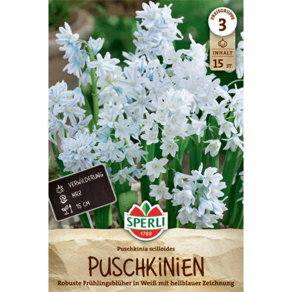 Puschkinie (Puschkinia scilloides) - Eisblaue Blüten für den Garten