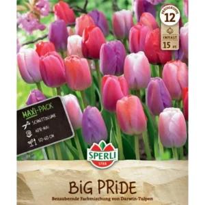 Maxi Tulpen Big Pride Mischung (Tulipa hybrids)